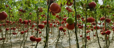 戈壁沙漠也能建“菜仓”，怎么做到的？