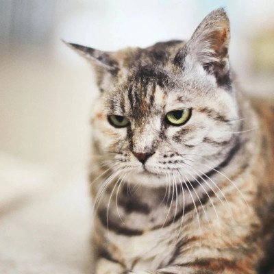 七言 | 这一年没什么进步，除了年龄