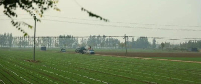 成了！从盐碱地到亩产1.52吨