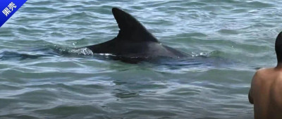 这只海豚攻击了40多人，竟然只是想交朋友？