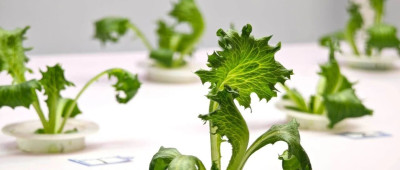 新农人的求索：既要种菜，也要种钱