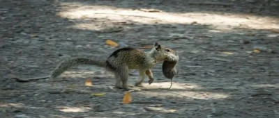 首次发现地松鼠经常吃肉，会主动捕猎田鼠；梅毒可能起源于美洲 | 环球科学要闻