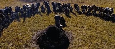 马的时代，终结了