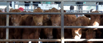 事关进口牛肉，商务部：立案调查！