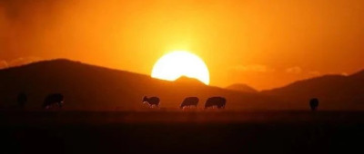 品读 | 在羌塘大草原，我仿佛见到了马赛马拉