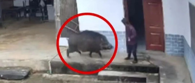 七旬老人被野猪撕咬不幸身亡，官方通报