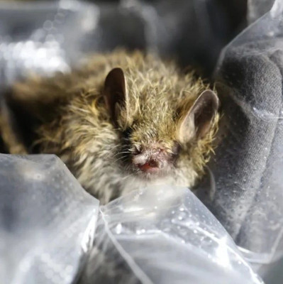 迷你蝠蝠！三江源发现新物种