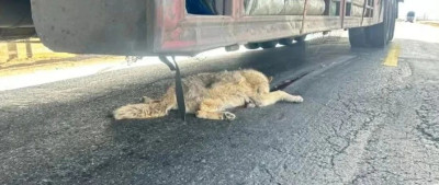 “可可西里网红狼”被货车压死？官方回应