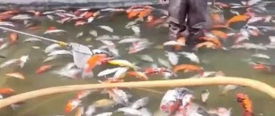 公园观赏鱼大量死亡，系人为投毒