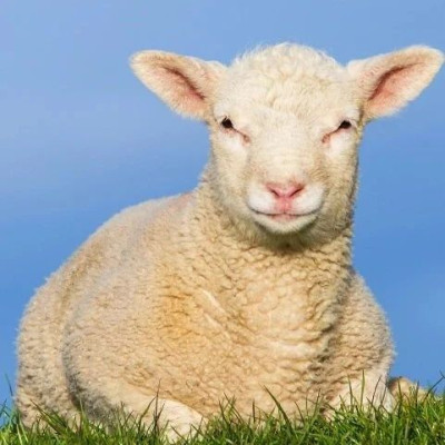 七言 | 羊吃饱了，你呢？