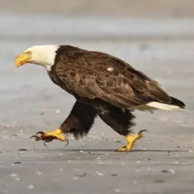 特朗普的胜利，主要不是因为拜登