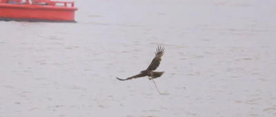 “黑鸢5号”，回来啦！