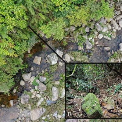 广东发现新物种