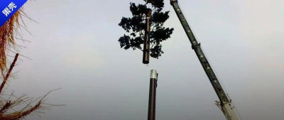 路边到底有多少树是基站伪装的