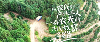 种了18年橙子，“农夫”种出体面的日子