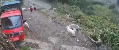 云南3岁女童遭狗群撕咬，有新后续