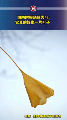 国防时报晒银杏叶：真的好像一片叶子