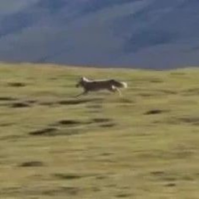 全球首例！“狐三条”归山