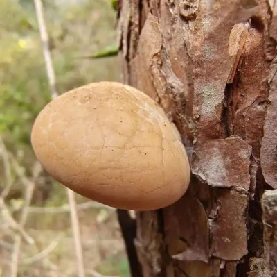 陕西发现全球新物种