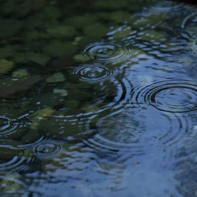 品读 | 会说“早上好”的鱼