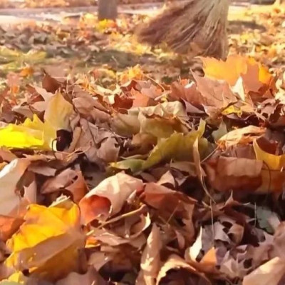 原来，飘落的树叶有这么大用处！