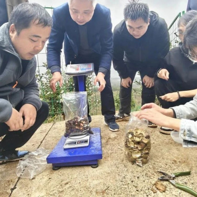 731.12公斤！“德油2号”大幅提升“东方橄榄油”产量