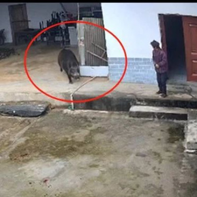野猪闯入民宅，老人被顶撞撕咬当场身亡