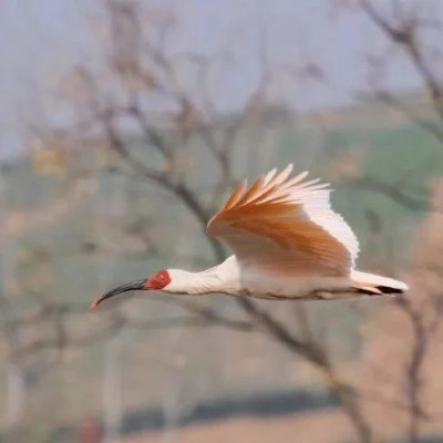 时隔8年，日本再次归还中国