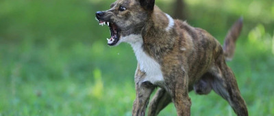 每日热问丨母女被大型犬撕咬3分钟，当烈犬冲我跑来，该怎么应对？