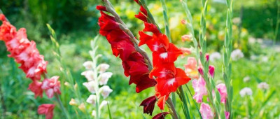 品读 | 在漫步中感受生命