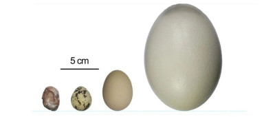 29毫米的恐龙蛋！你见过吗？