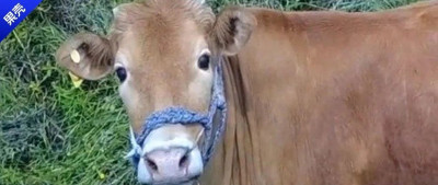 黄牛：真不知道上辈子欠了潮汕人什么……