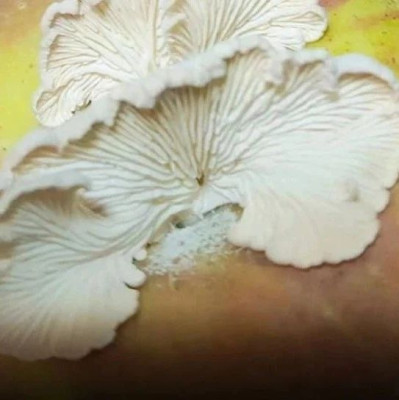 苹果长蘑菇没什么，这些食物都是病了才更好吃！