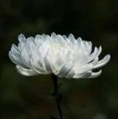 老山战斗英雄原明逝世，曾带敢死队13分钟拔掉敌人两个据点