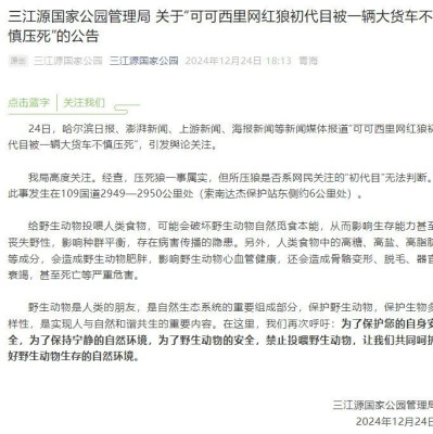 “可可西里网红狼”被货车压死？官方通报
