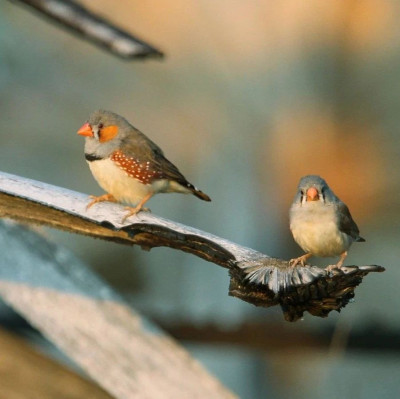 做梦，也能练习唱歌？