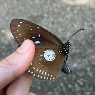 见到带编号的蝴蝶，赶紧发上网！