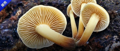 你有没有发现，火锅里的蘑菇一直煮不烂？