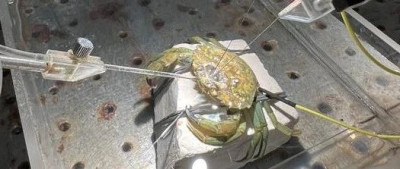 螃蟹真的有痛觉，科学家终于证明了；抑郁会加剧痛经 | 环球科学要闻