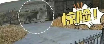 老虎进村咬伤村民，官方通报