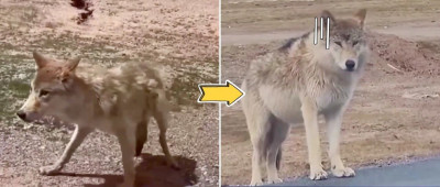 可可西里“网红狼”被游客喂成“胖球”！到底该不该喂？