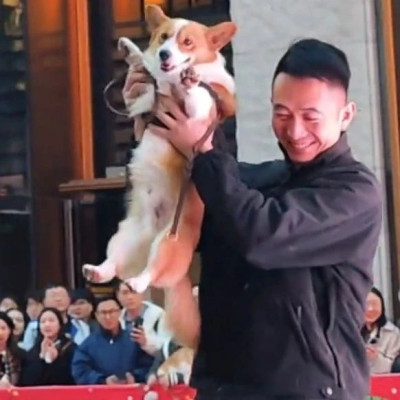 网红警犬“福仔”出差，网友：一脸班味？