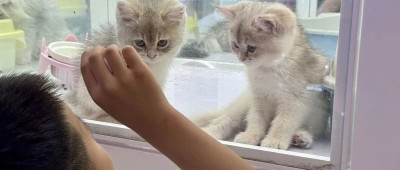 警惕！“免费领养”背后暗藏“猫贷”套路