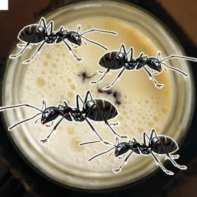 4只蚂蚁+1杯牛奶=1杯酸奶？