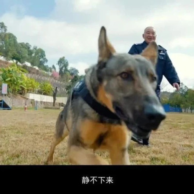 搜捕警犬连续4周被“通报”：在战友床上尿尿