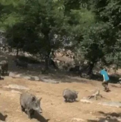 徒手抓到“野猪”可免费带走？景区“吸睛”项目存隐患