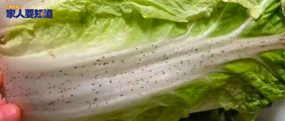 大白菜上的黑点是什么？还能吃吗？