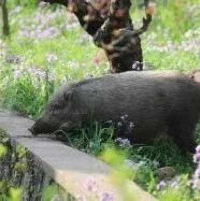 陕西宝鸡：以枪或狗为主，试点猎捕野猪