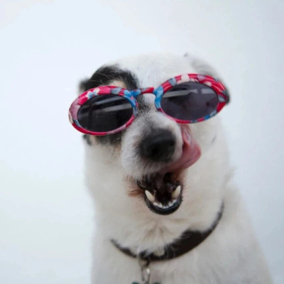 奶萌小狗，适合陪伴｜萌宠寻人启事121期