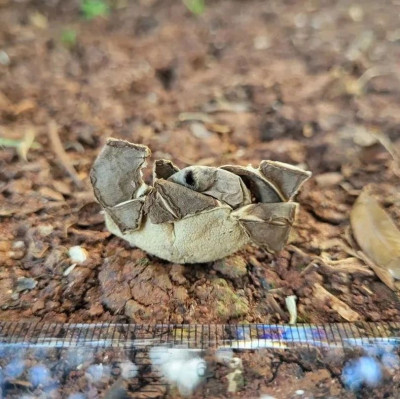 云南大理发现“新星”！